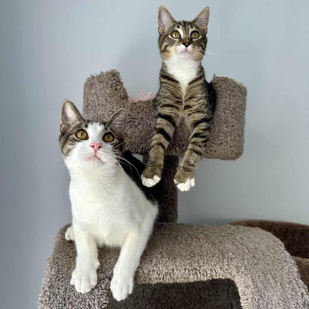 Enlarge Cannoli, a Adoptable Domestic Short Hair in Raleigh, NC image 2/6