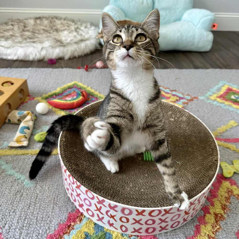 Enlarge Cannoli, a Adoptable Domestic Short Hair in Raleigh, NC image 3/6