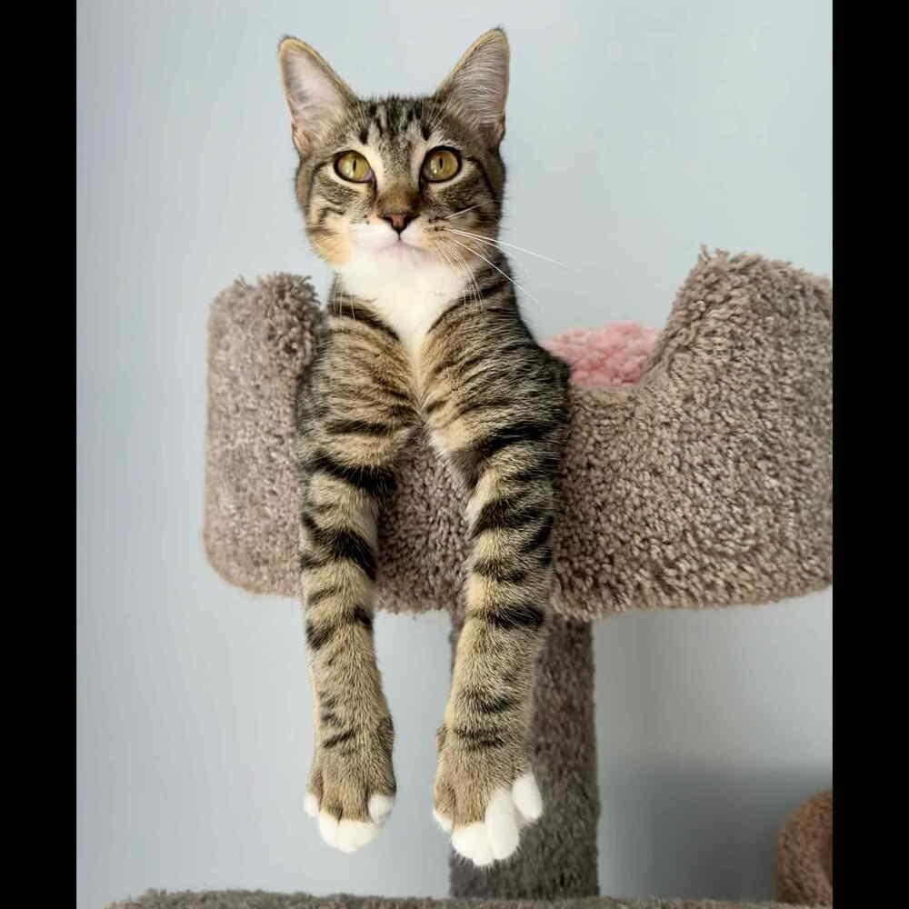 Enlarge Cannoli, a Adoptable Domestic Short Hair in Raleigh, NC image 4/6