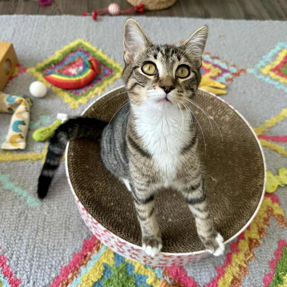 Enlarge Cannoli, a Adoptable Domestic Short Hair in Raleigh, NC image 5/6