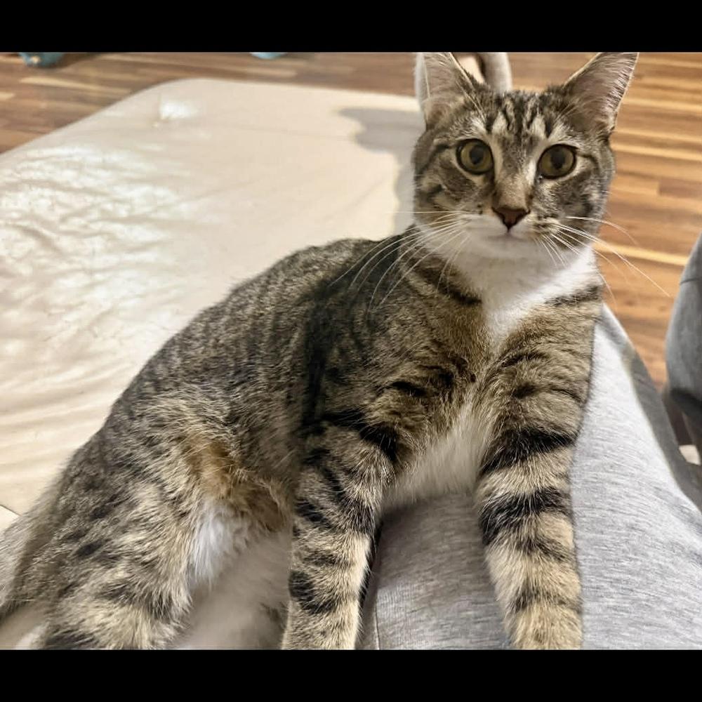 Enlarge Cannoli, a Adoptable Domestic Short Hair in Raleigh, NC image 5/6
