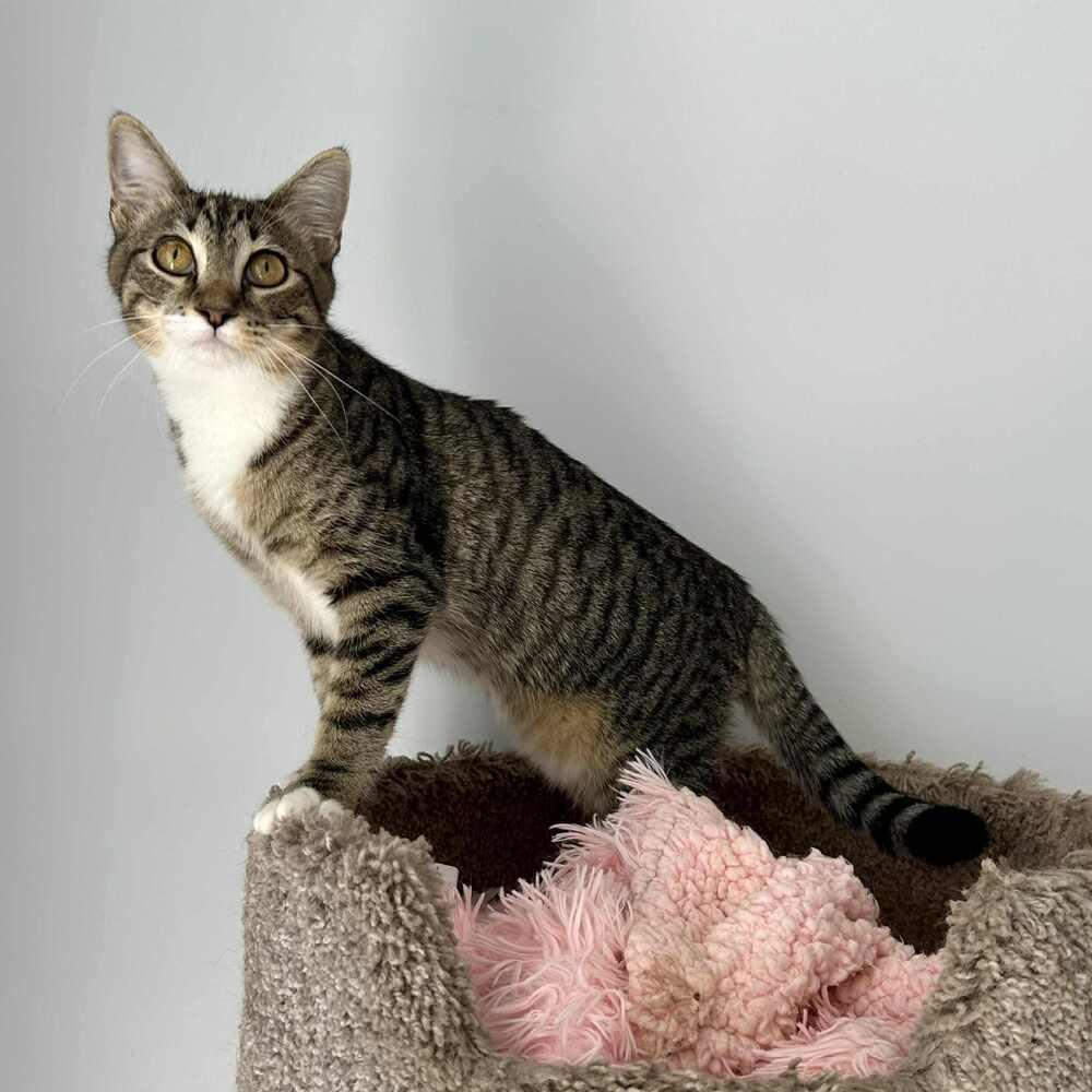 Enlarge Cannoli, a Adoptable Domestic Short Hair in Raleigh, NC image 6/6