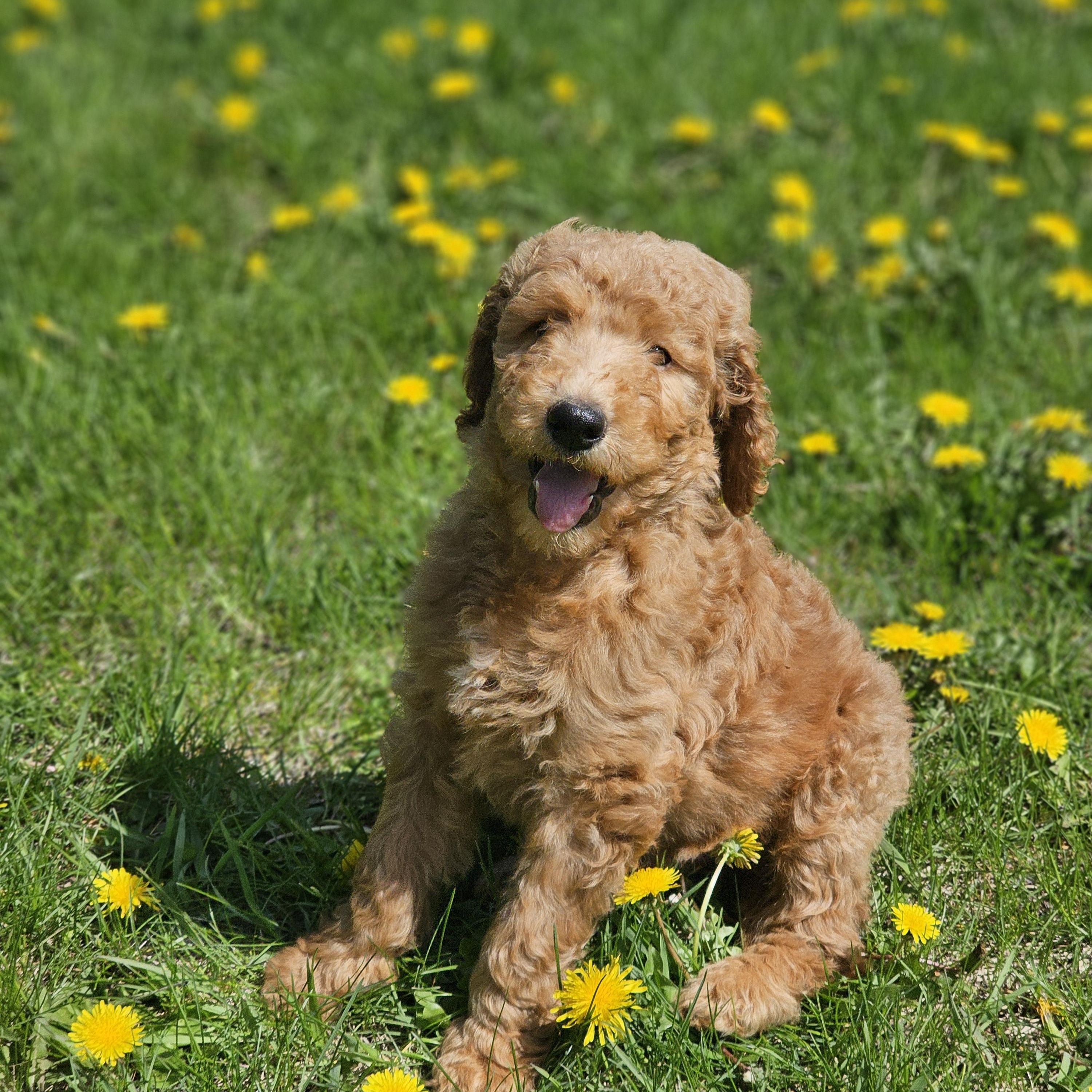 Enlarge CASH   $425, an adopted mixed breed in Milwaukee, WI image 1/2