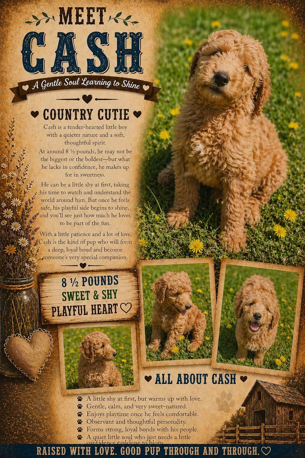 Enlarge CASH   $425, an adopted mixed breed in Milwaukee, WI image 2/2