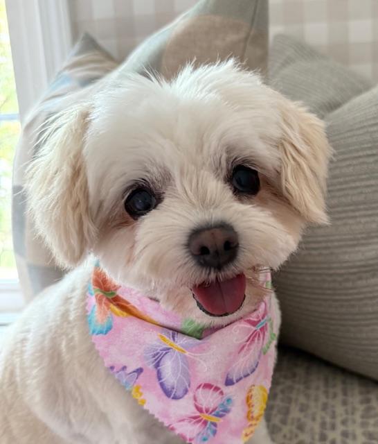 Lexie (GA), Adopted, Senior Female Maltese.