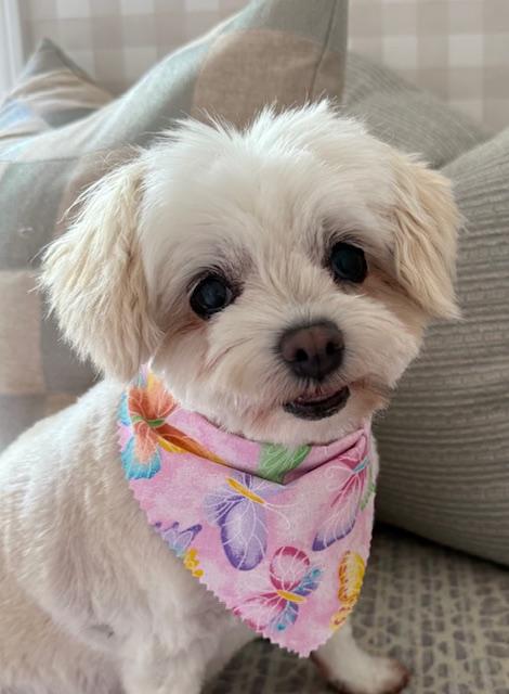 Enlarge Lexie (GA), a Adopted Maltese in Atlanta, GA image 2/2