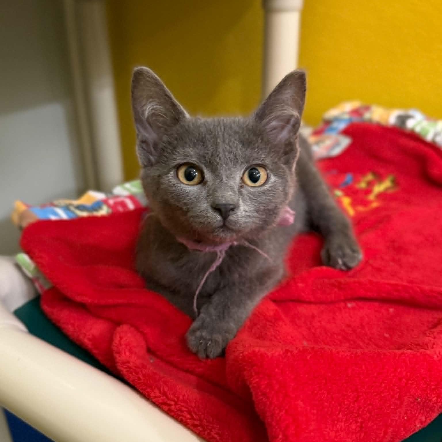 Maxima, a Adoptable mixed breed in Penn Yan, NY image 3/4