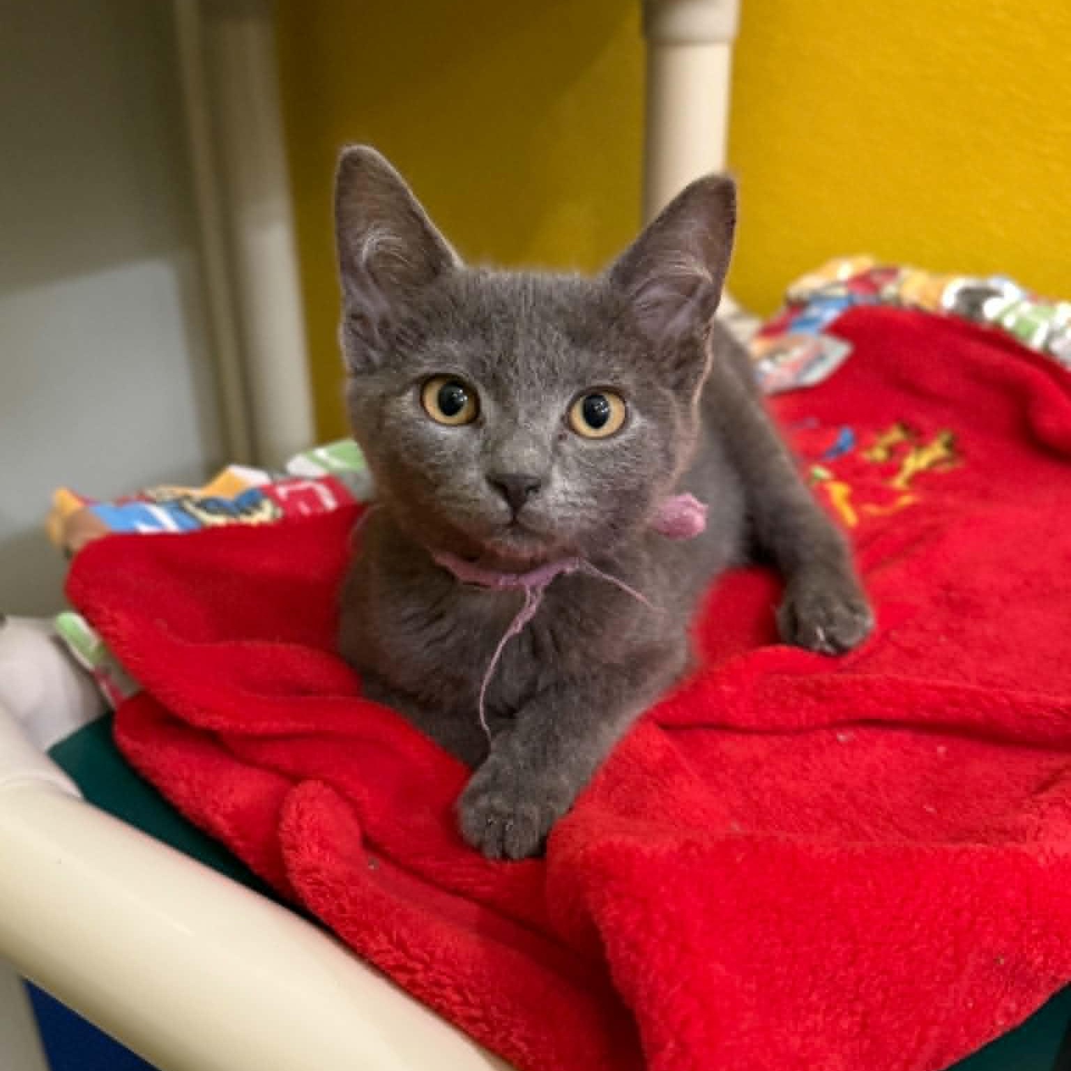Maxima, a Adoptable mixed breed in Penn Yan, NY image 2/4
