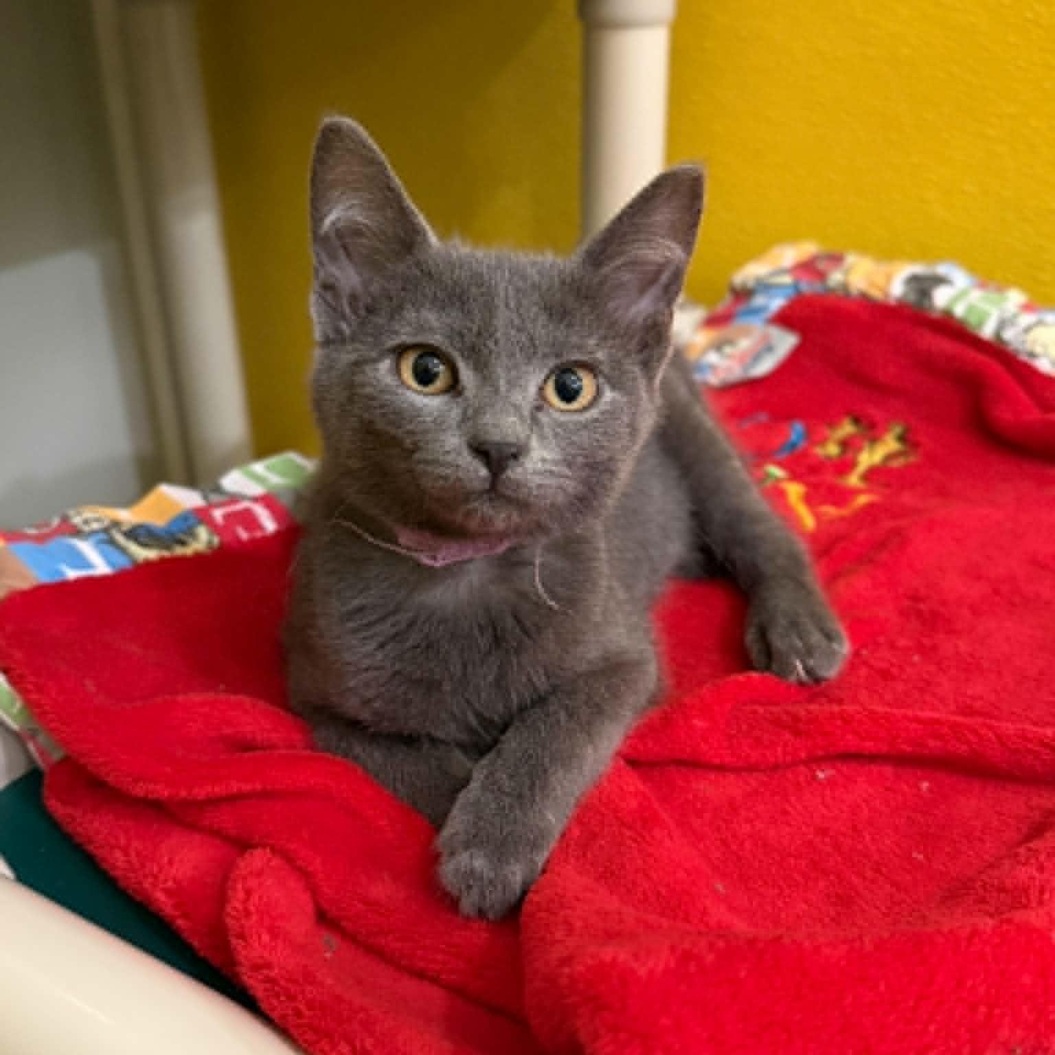 Maxima, Adoptable, Kitten Female Domestic Short Hair.