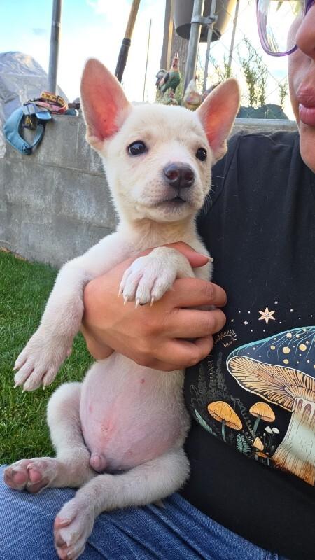 Enlarge Murray, a Adoptable mixed breed in North Bend, WA image 1/6