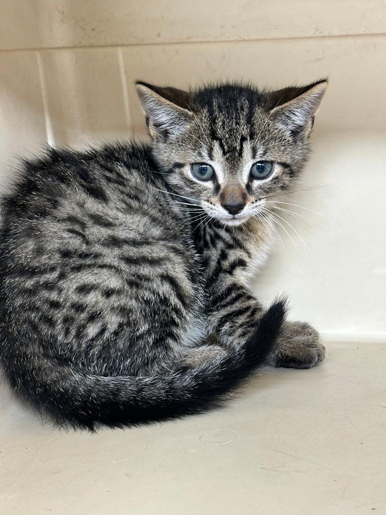 Enlarge Whiskey, a Adoptable Tiger in Sidney, NY image 1/1