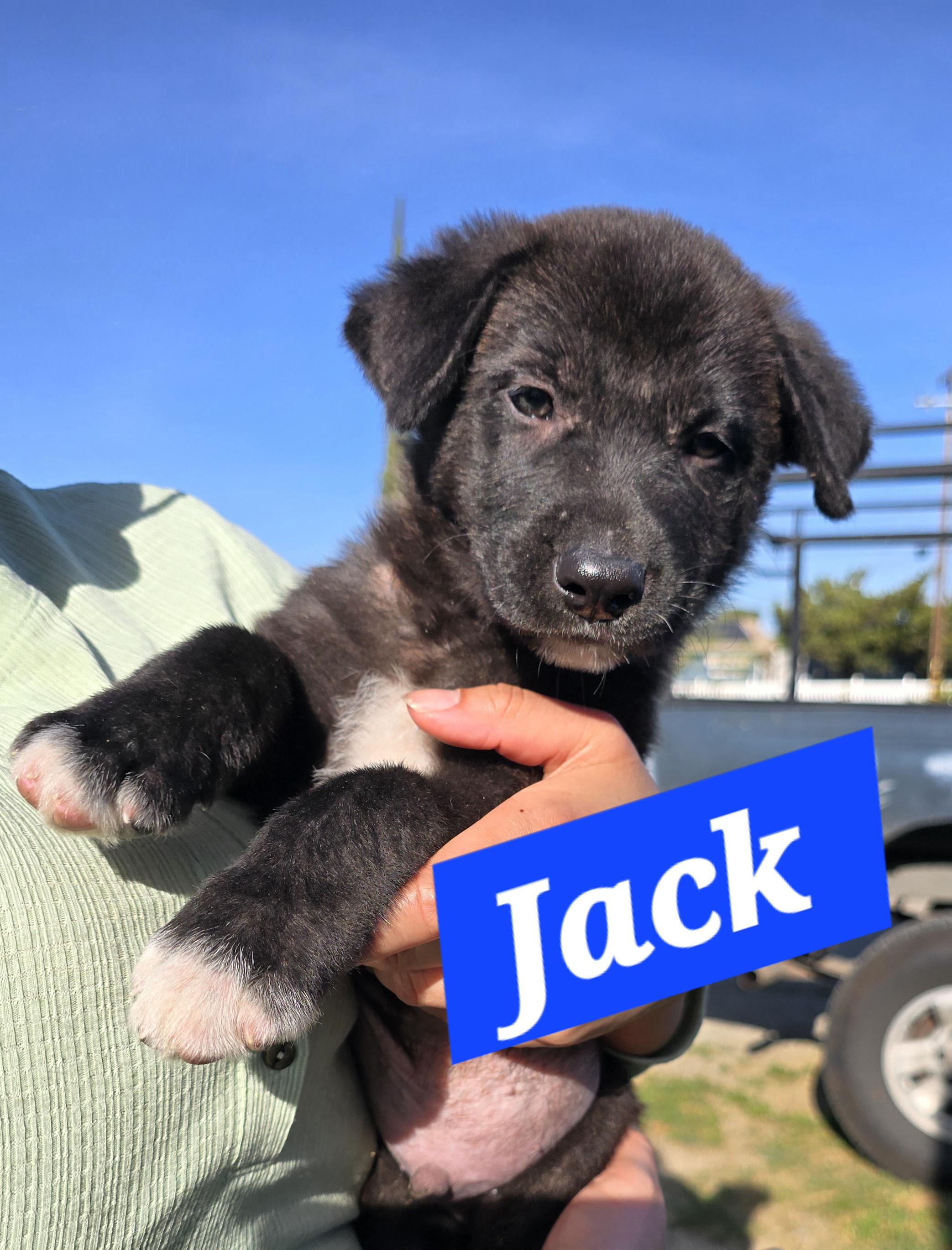 Enlarge Jack, a ADOPTABLE mixed breed in Tracy, CA image 1/2