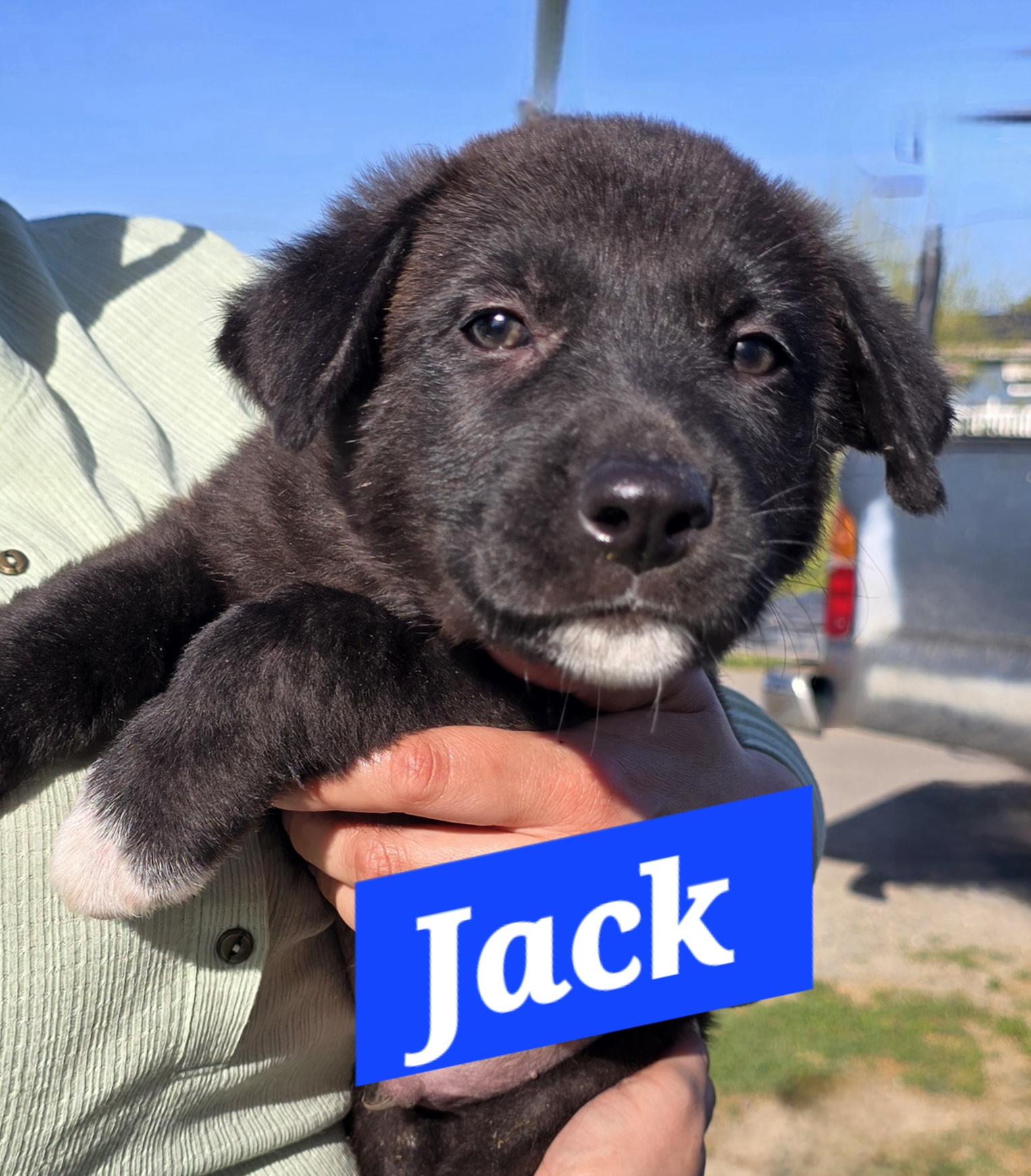 Enlarge Jack, a ADOPTABLE mixed breed in Tracy, CA image 2/2