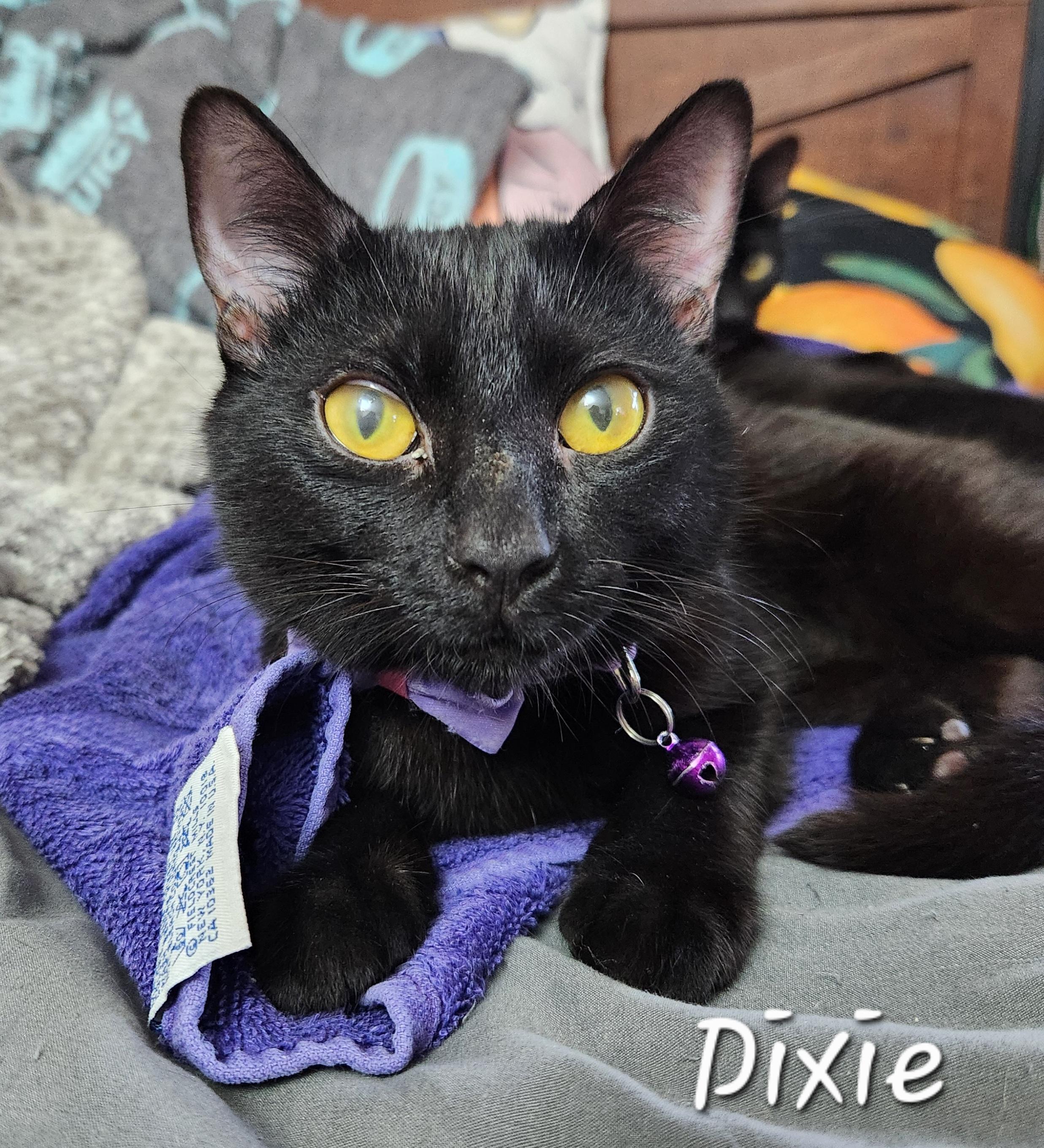 Dixie, ADOPTABLE, Young Female Domestic Short Hair.