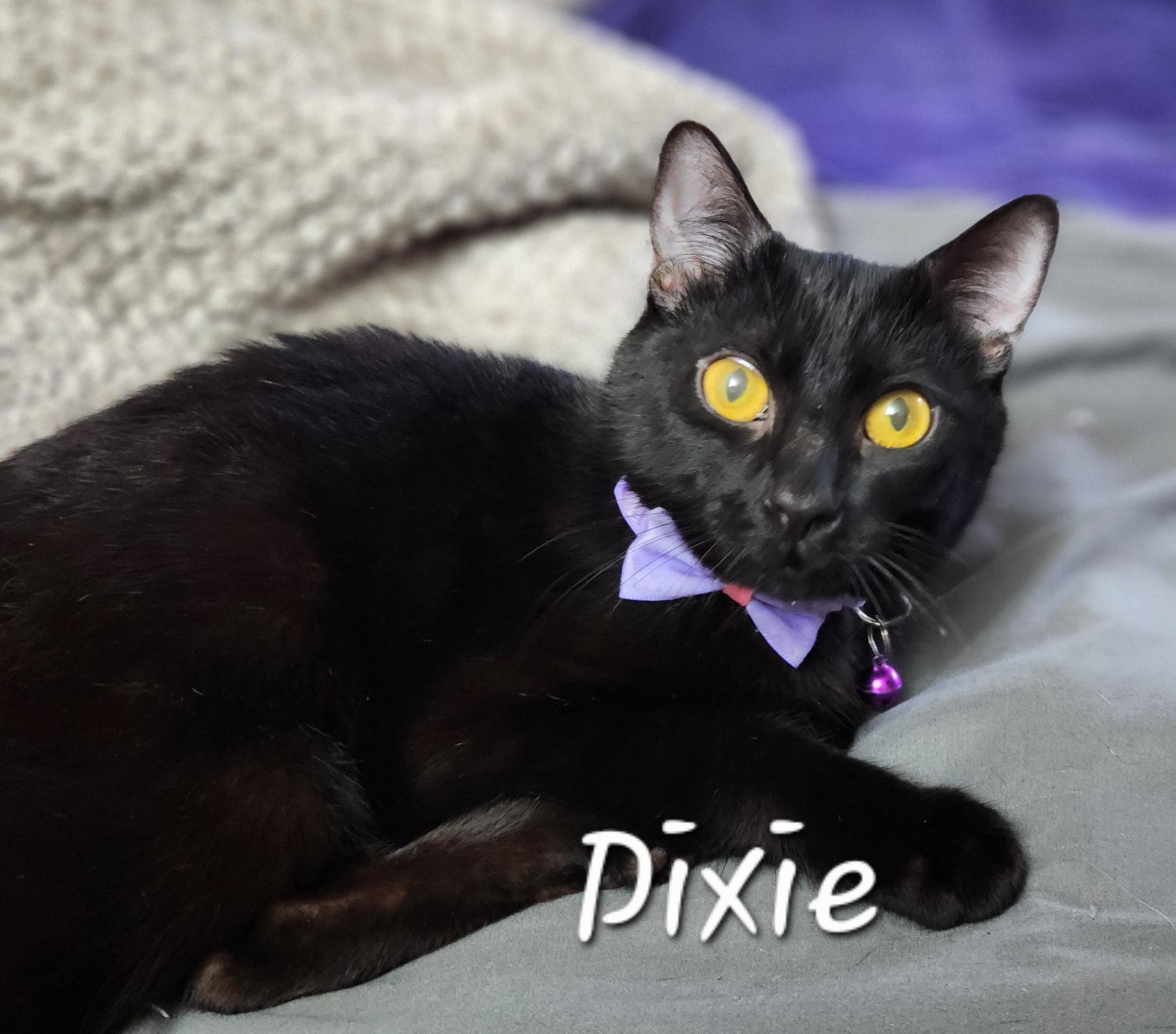 Enlarge Dixie, a ADOPTABLE Domestic Short Hair in Redondo Beach, CA image 2/3