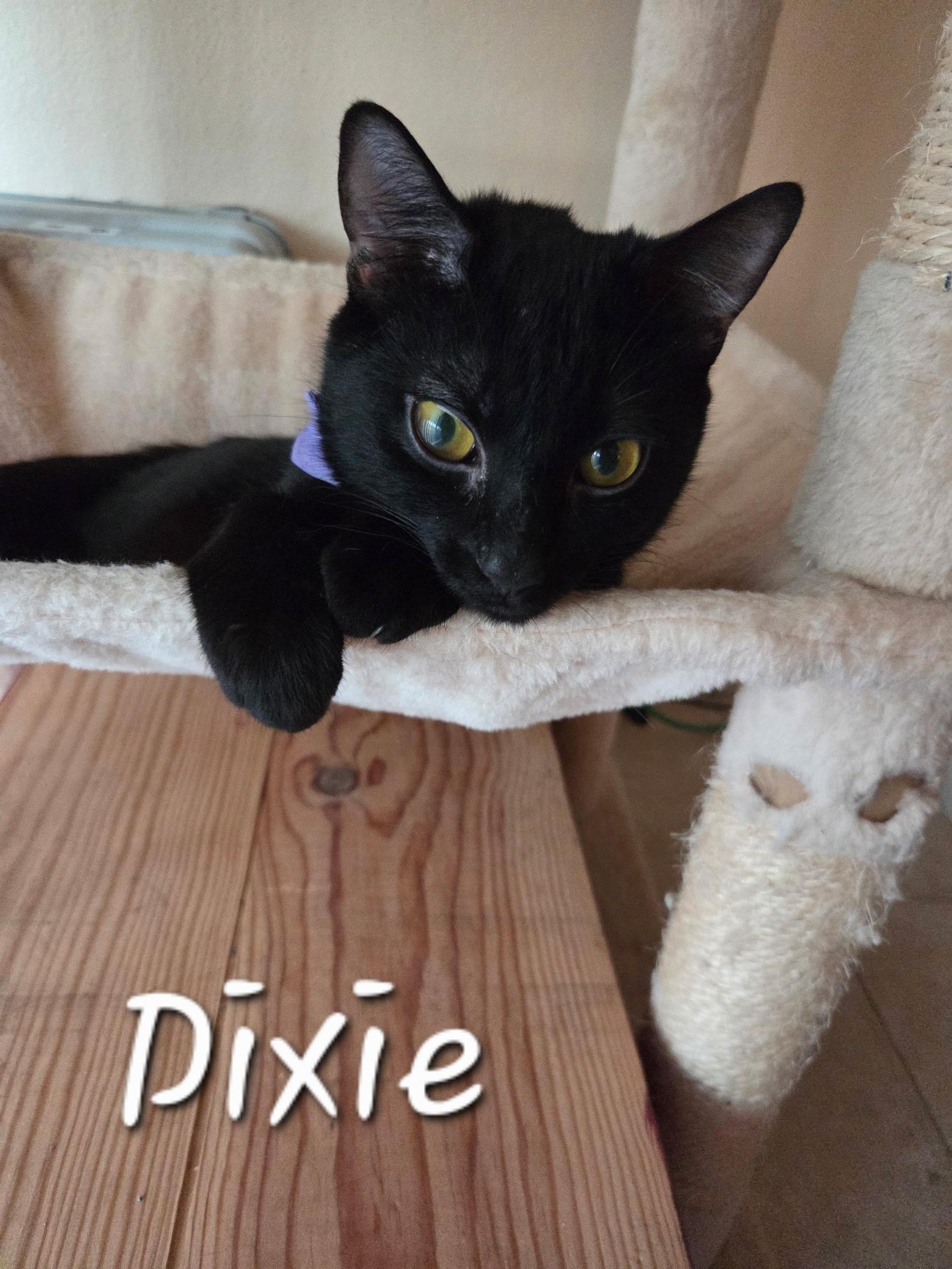 Enlarge Dixie, a ADOPTABLE Domestic Short Hair in Redondo Beach, CA image 3/3