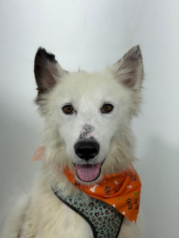 Ralphie-One of our Amazing Rescue Dogs, Adoptable, Young Male American Eskimo Dog & White German Shepherd.