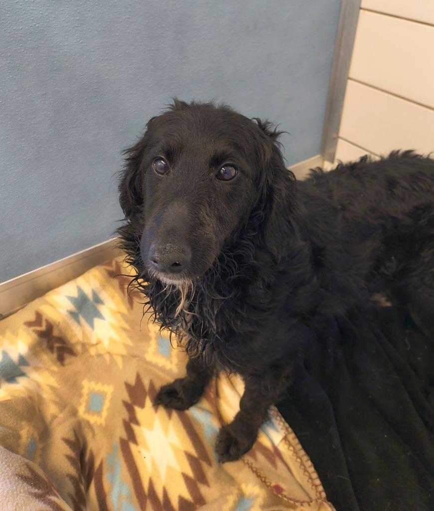 Enlarge Abby Yrly 142, a Adopted mixed breed in Sidney, OH image 2/3