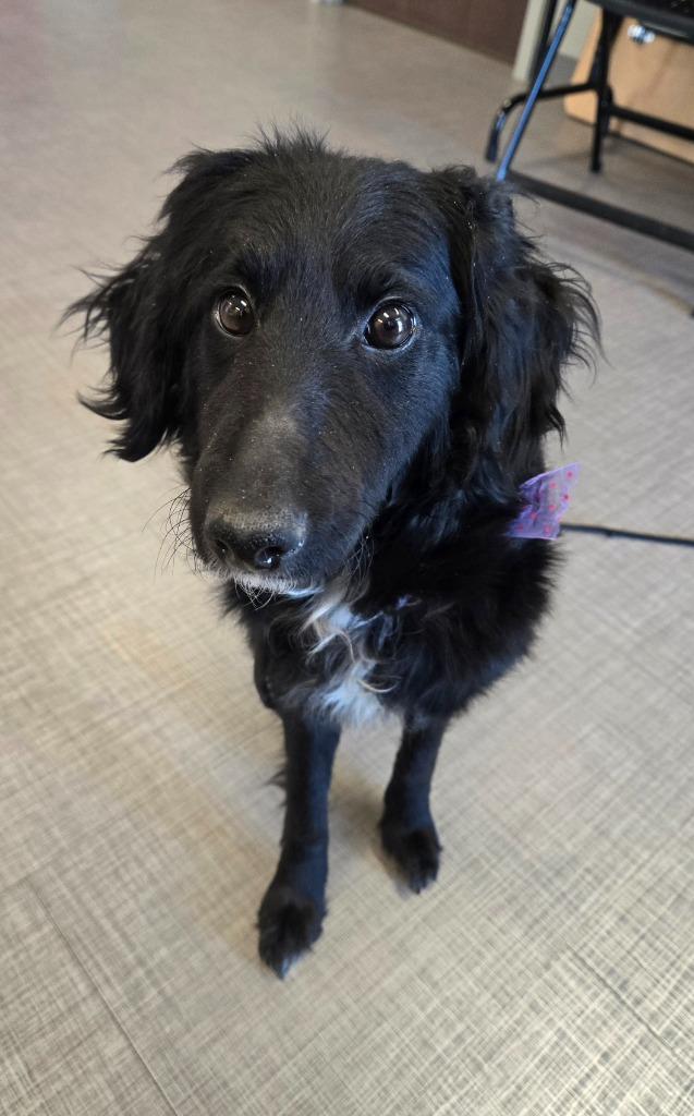 Enlarge Abby Yrly 142, a Adopted mixed breed in Sidney, OH image 3/3