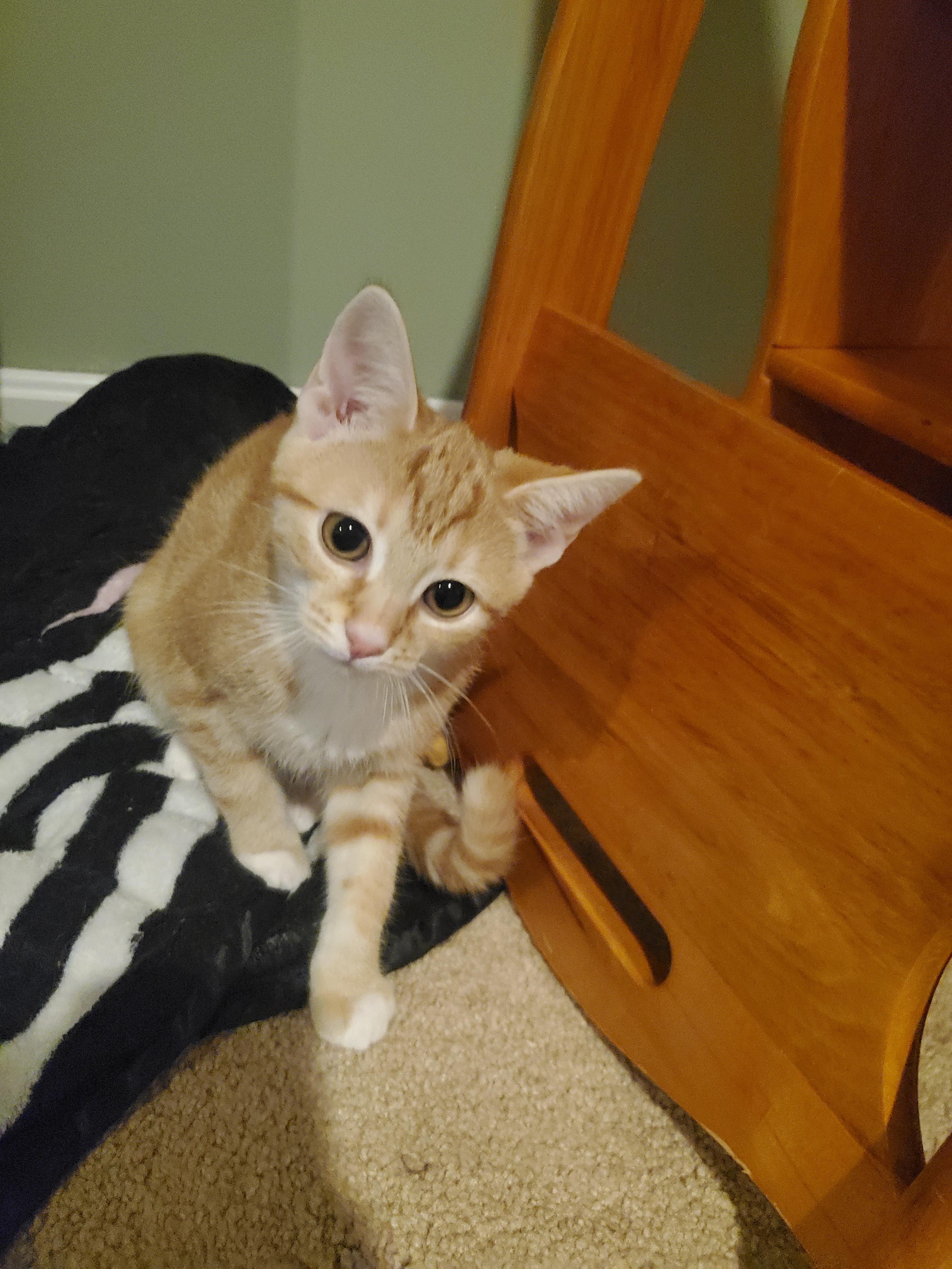 Maisel, a Adopted Domestic Short Hair in Burlington, VT image 1/6