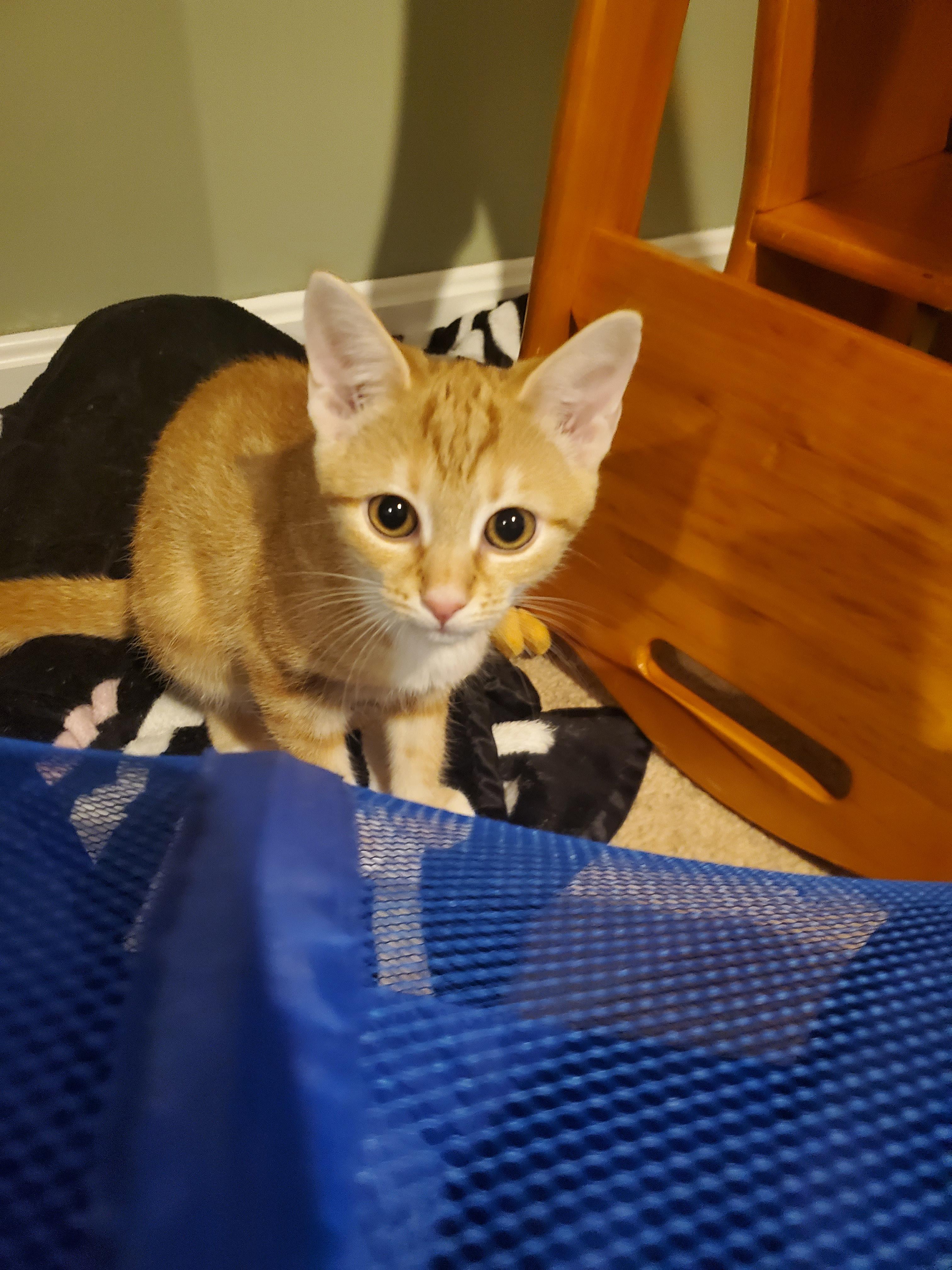 Maisel, a Adopted Domestic Short Hair in Burlington, VT image 2/6