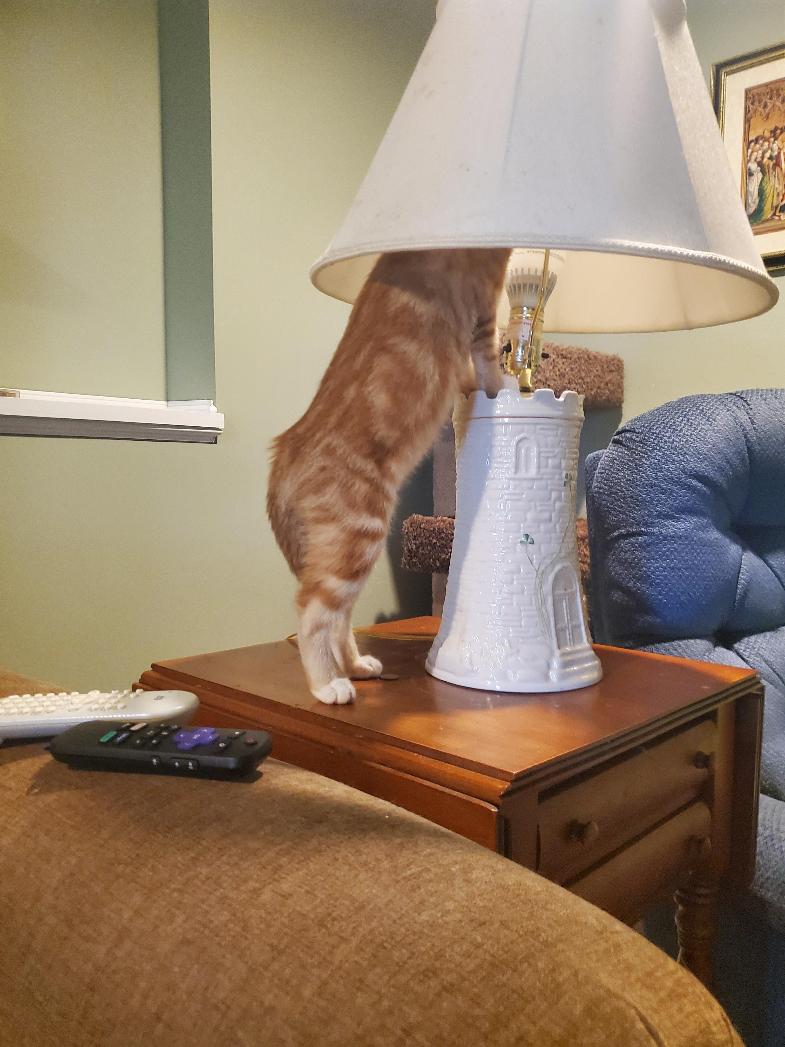 Maisel, a Adopted Domestic Short Hair in Burlington, VT image 3/6