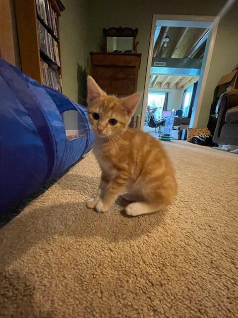 Maisel, a Adopted Domestic Short Hair in Burlington, VT image 4/6