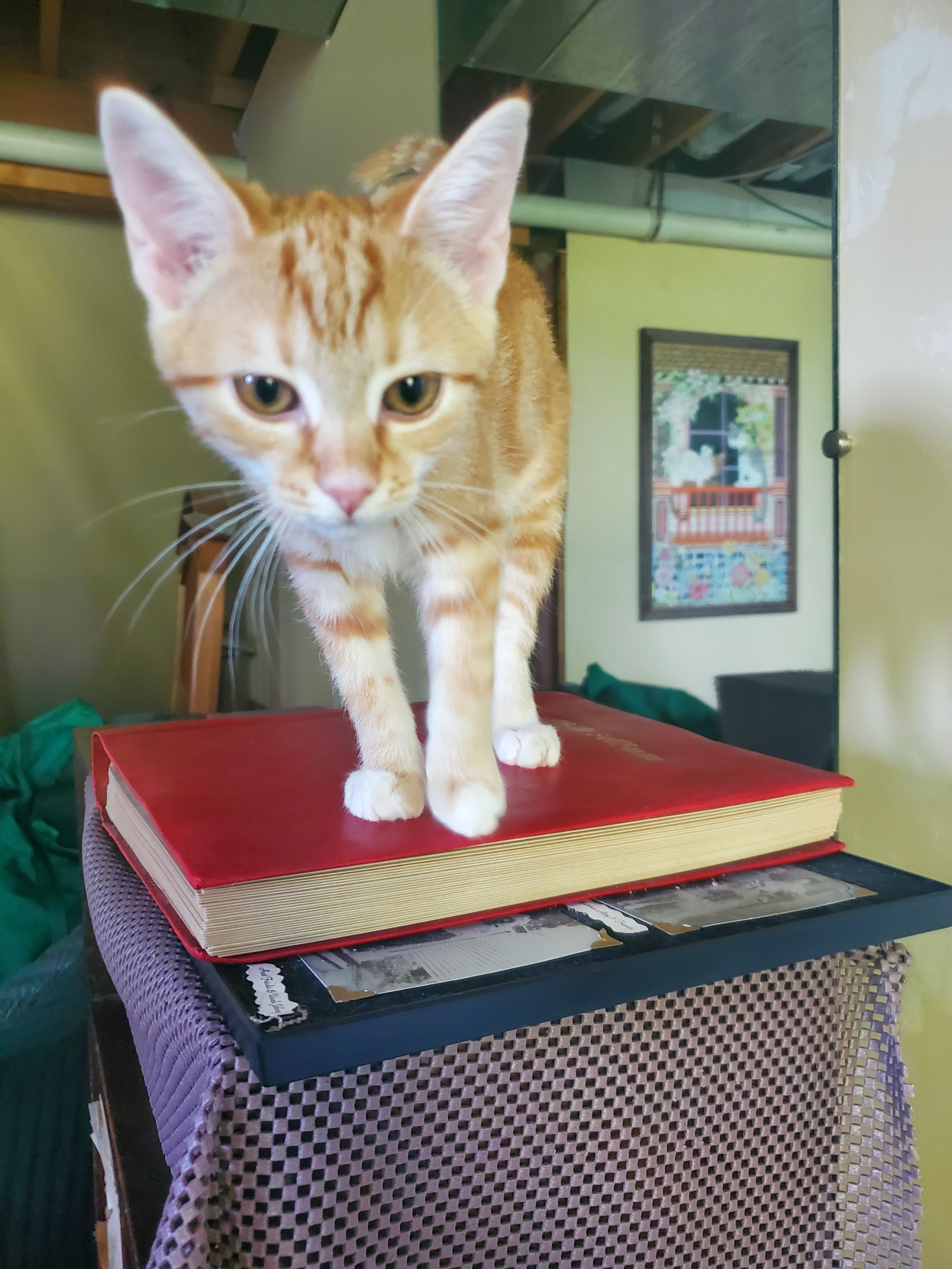 Maisel, a Adopted Domestic Short Hair in Burlington, VT image 5/6