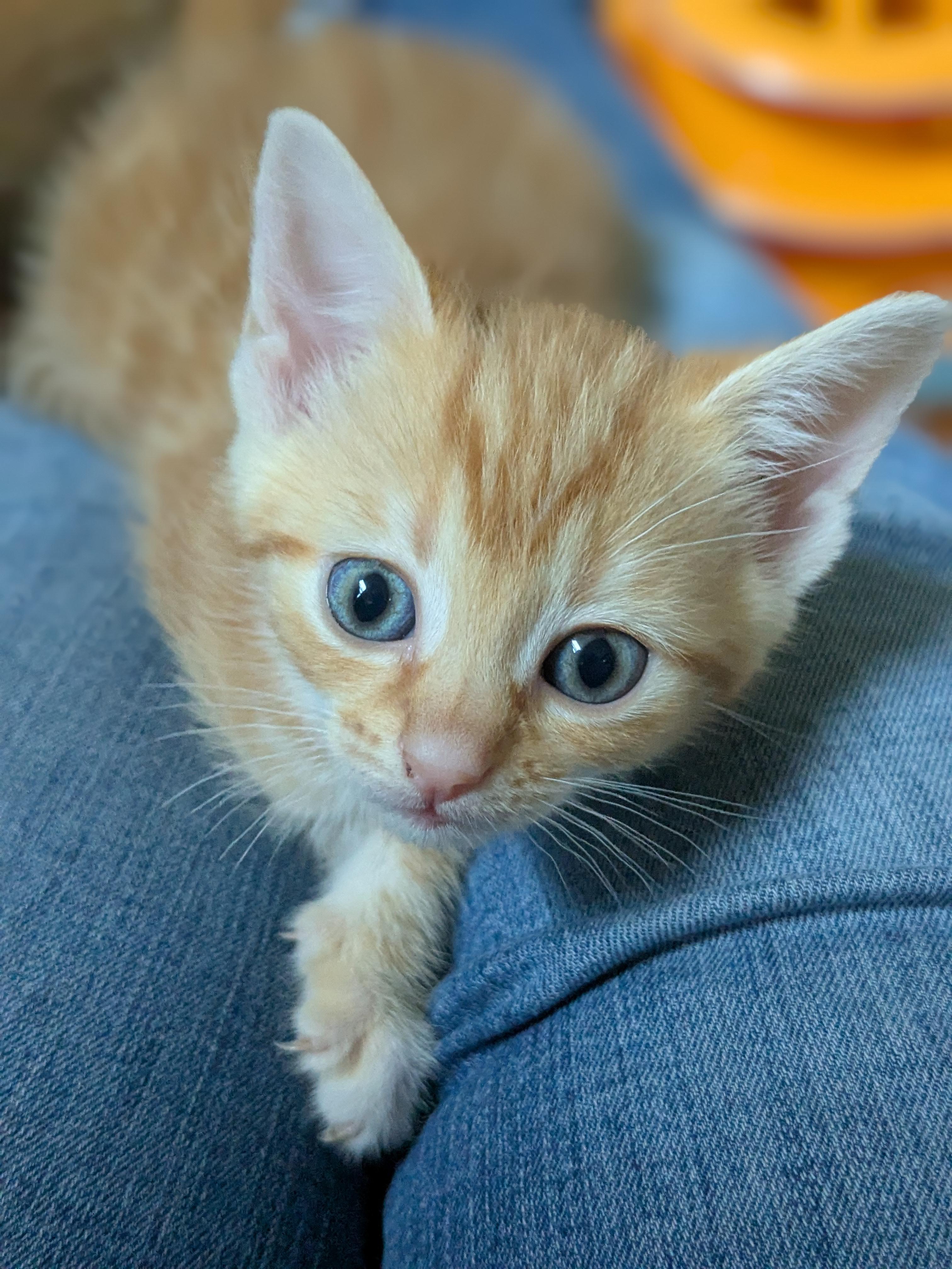 Maisel, a Adopted Domestic Short Hair in Burlington, VT image 6/6