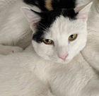 Astro 05-4309, a Adoptable Domestic Short Hair in Fremont, CA image 1/2