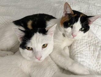 Astro 05-4309, a Adoptable Domestic Short Hair in Fremont, CA image 2/2