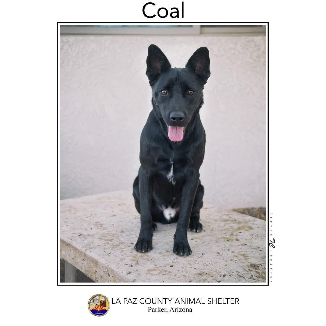 Coal, an adoptable German Shepherd Dog in Parker, AZ, 85344 | Photo Image 1