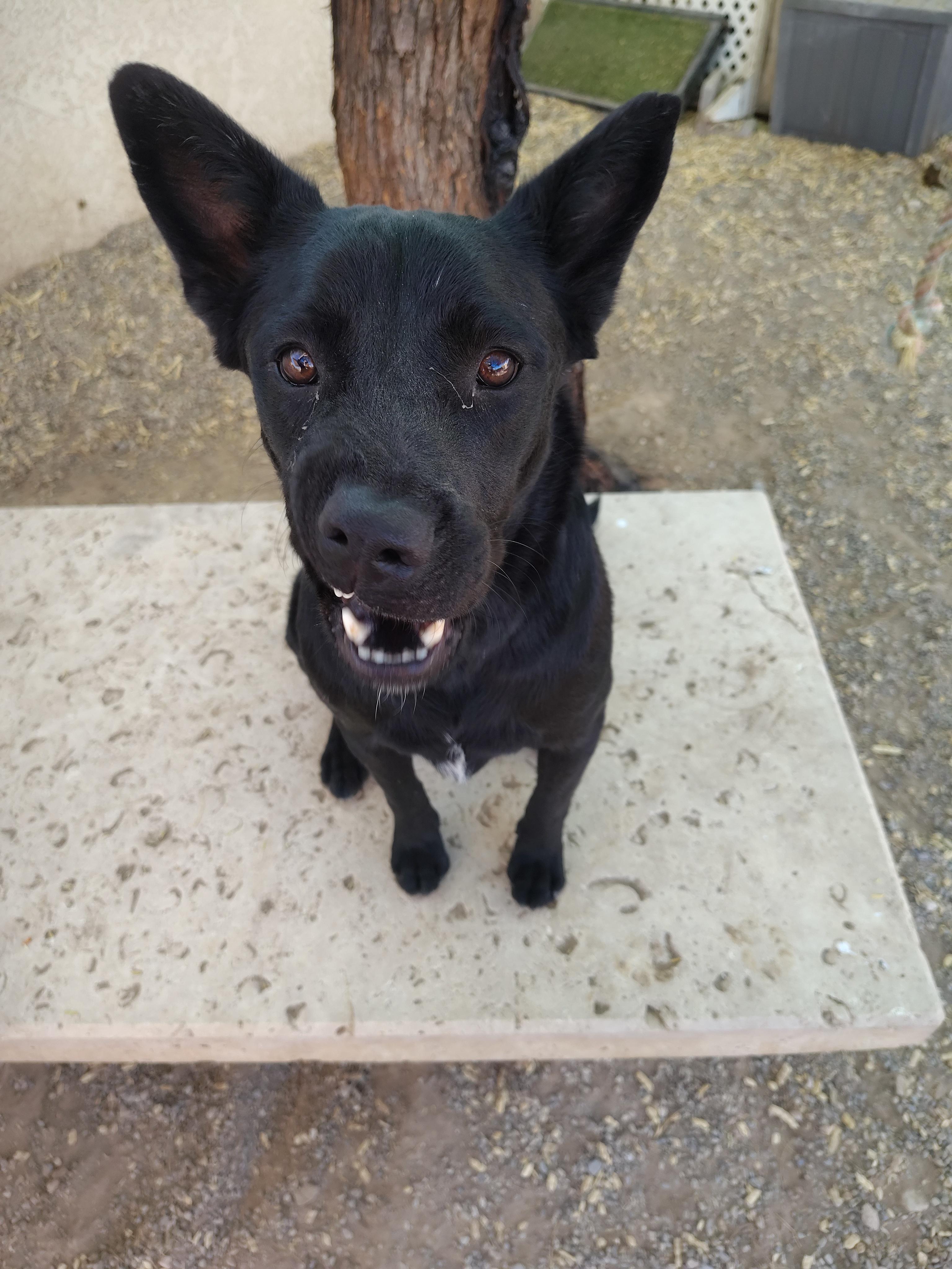 Enlarge Coal, a Adoptable German Shepherd Dog in Parker, AZ image 2/2