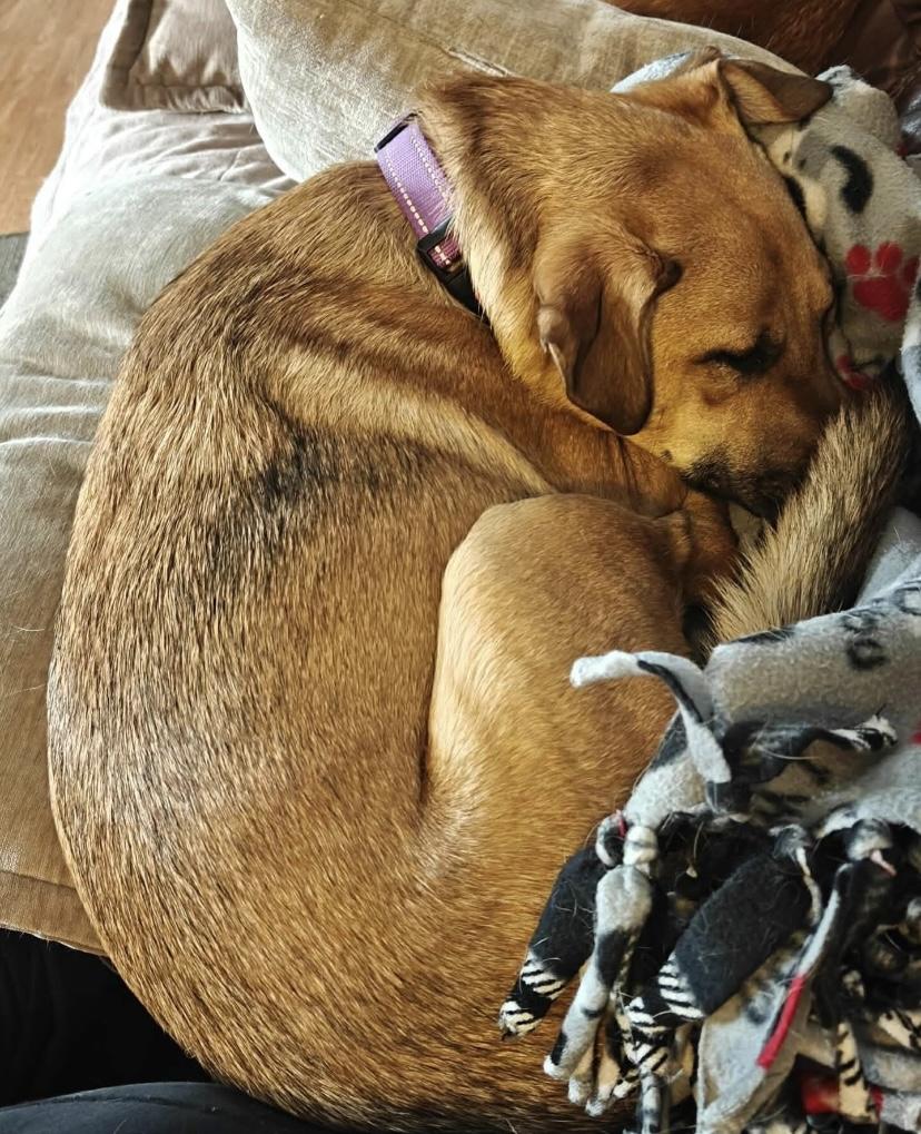 Enlarge Sophia, a ADOPTABLE mixed breed in Philadelphia, PA image 4/6