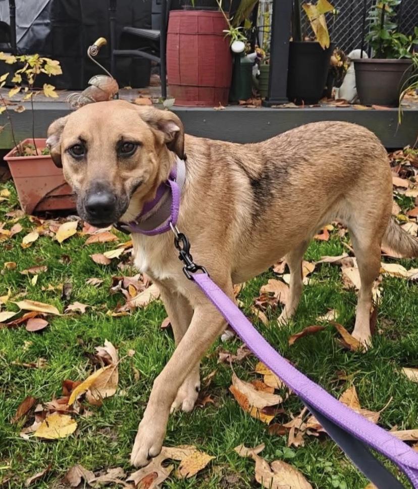 Enlarge Sophia, a ADOPTABLE mixed breed in Philadelphia, PA image 3/6