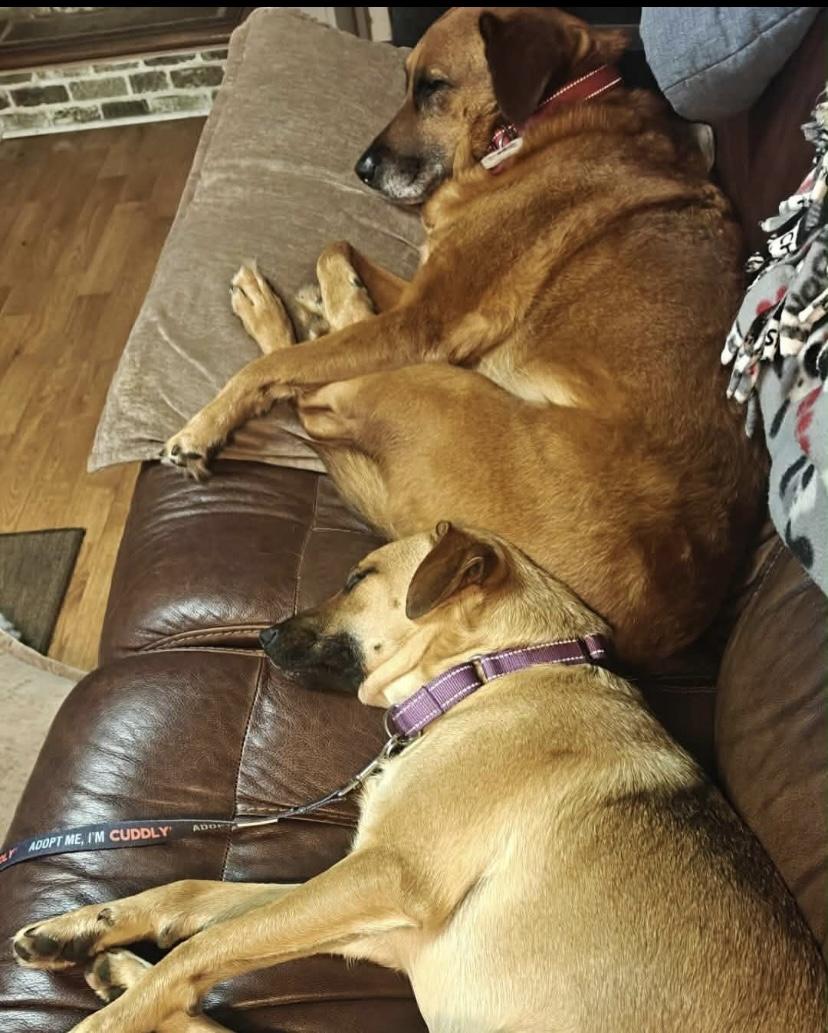 Enlarge Sophia, a ADOPTABLE mixed breed in Philadelphia, PA image 6/6