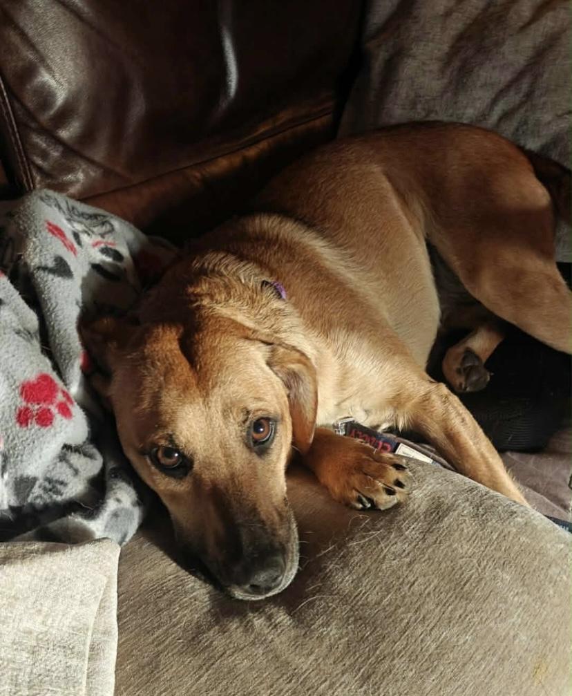 Enlarge Sophia, a ADOPTABLE mixed breed in Philadelphia, PA image 2/6