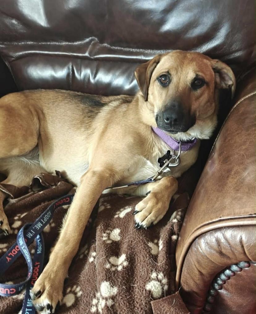 Enlarge Sophia, a ADOPTABLE mixed breed in Philadelphia, PA image 5/6