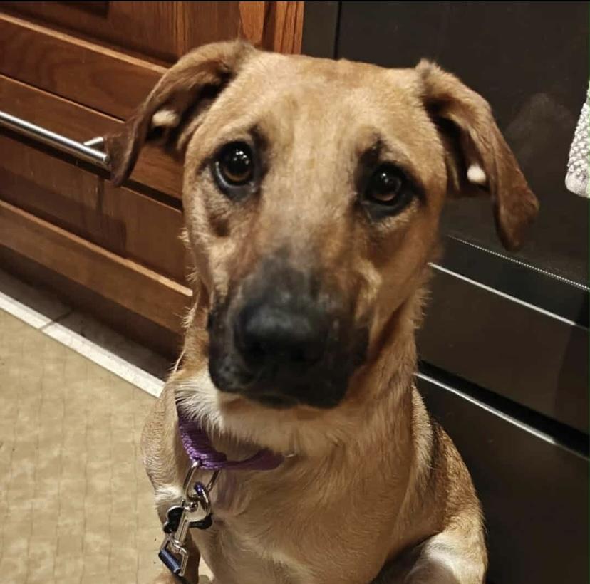 Sophia, ADOPTABLE, Young Female German Shepherd Dog & Labrador Retriever.