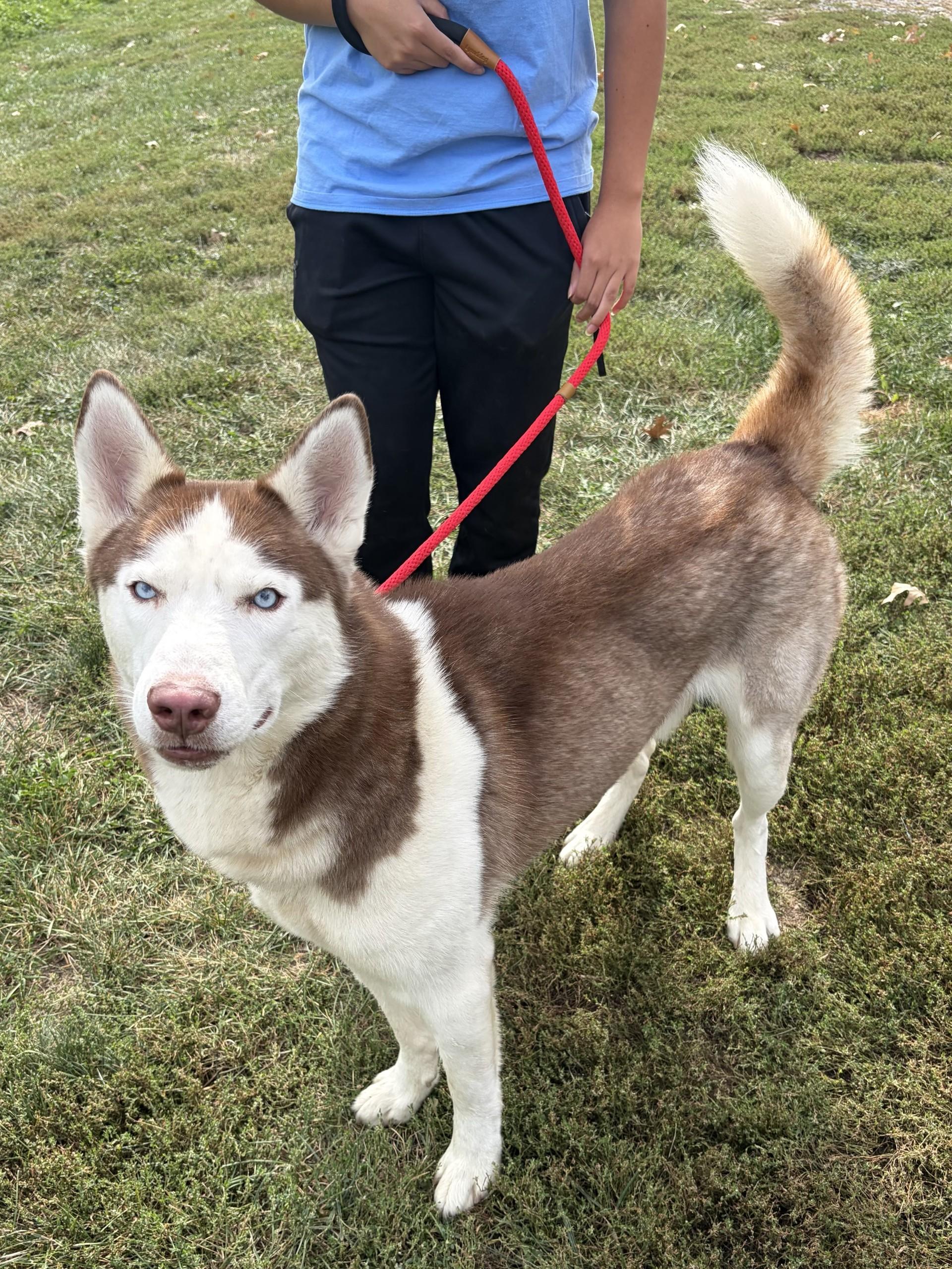 Enlarge Zeus, a Adoptable Husky in Winchester, VA image 2/5