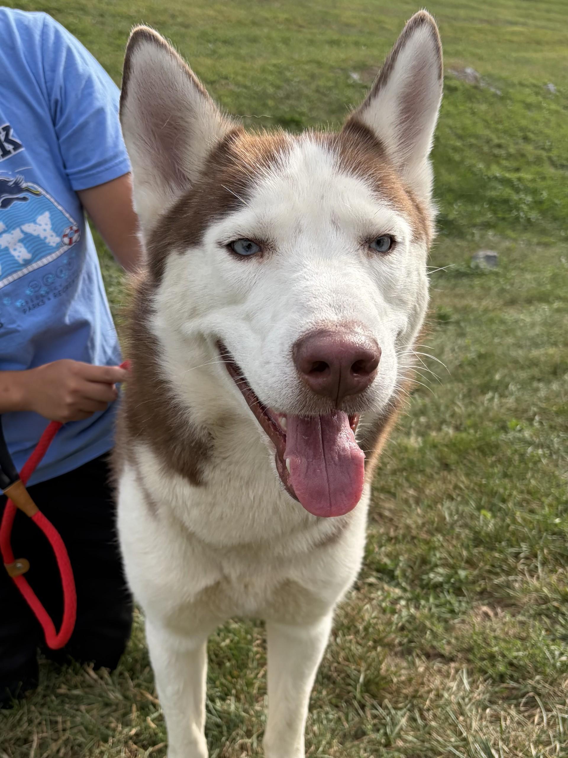Enlarge Zeus, a Adoptable Husky in Winchester, VA image 4/5