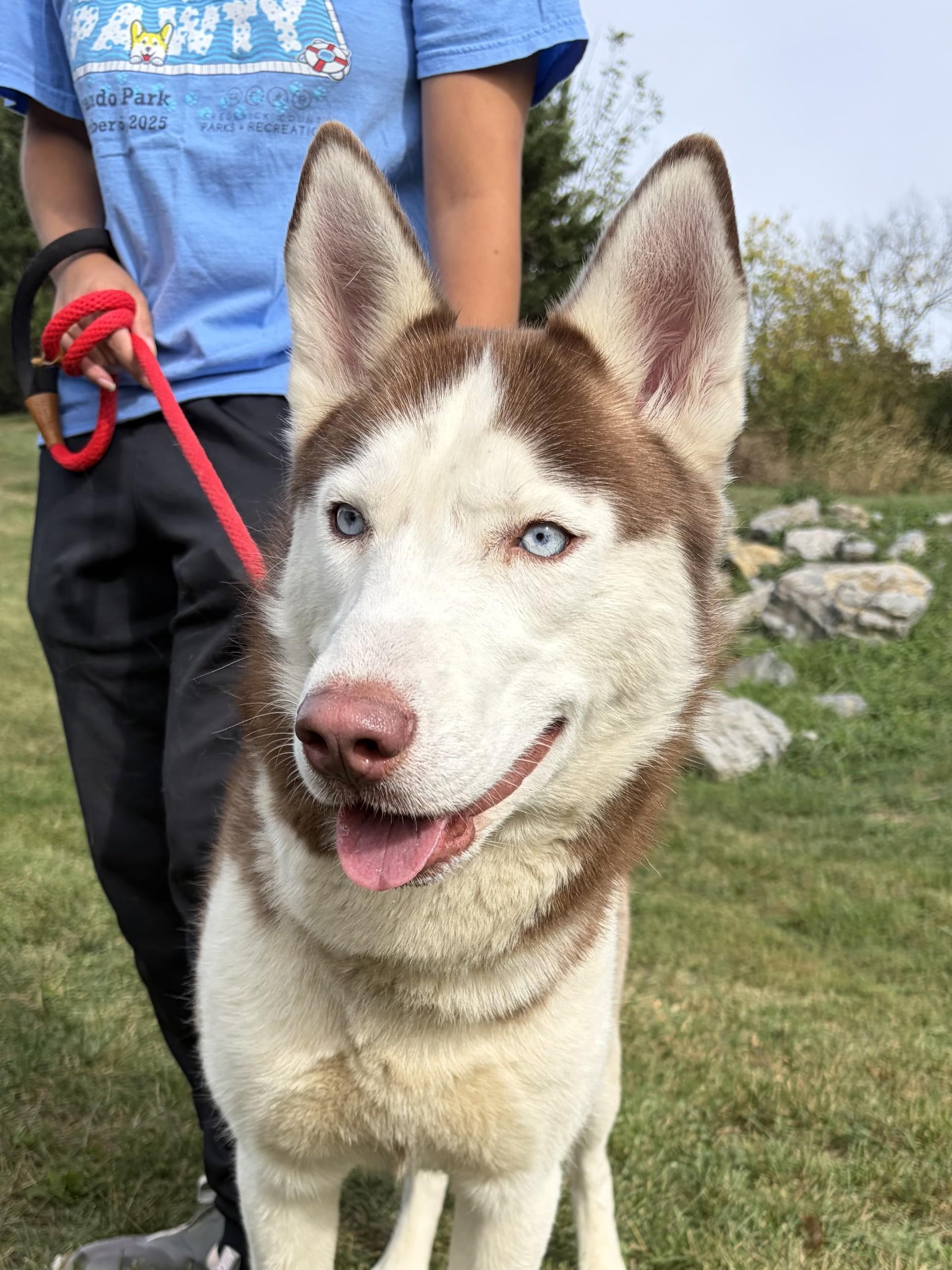 Enlarge Zeus, a Adoptable Husky in Winchester, VA image 5/5