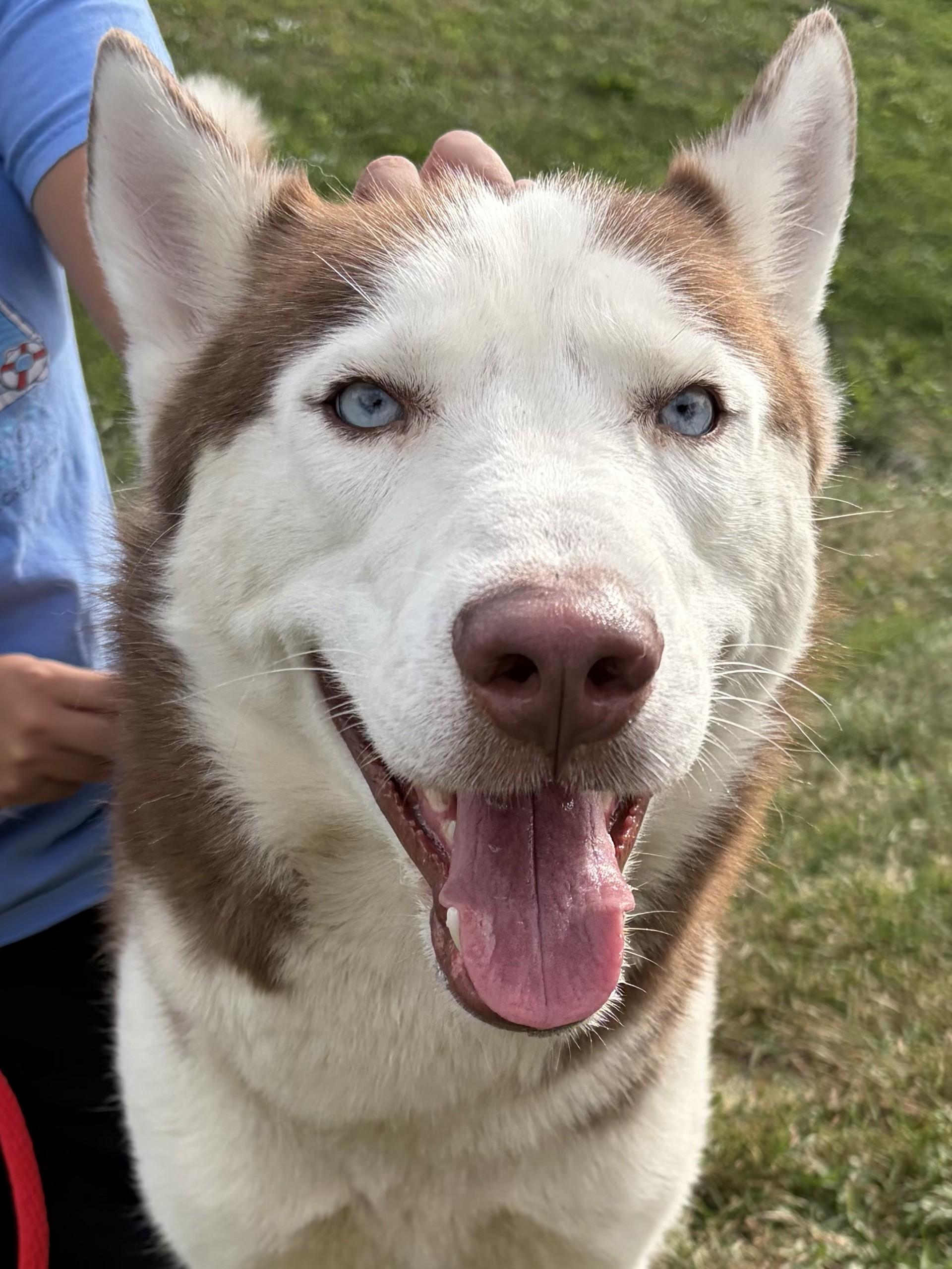 Enlarge Zeus, a Adoptable Husky in Winchester, VA image 3/5