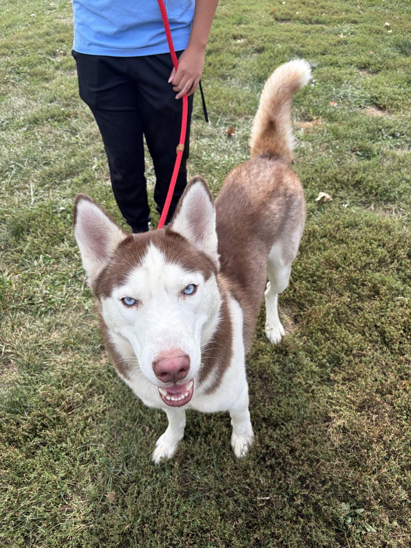 Zeus, Adoptable, Adult Male Husky.