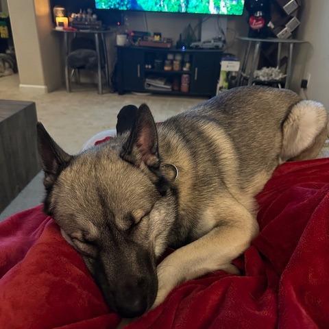 Lupin, a Adoptable mixed breed in Pacifica, CA image 1/6