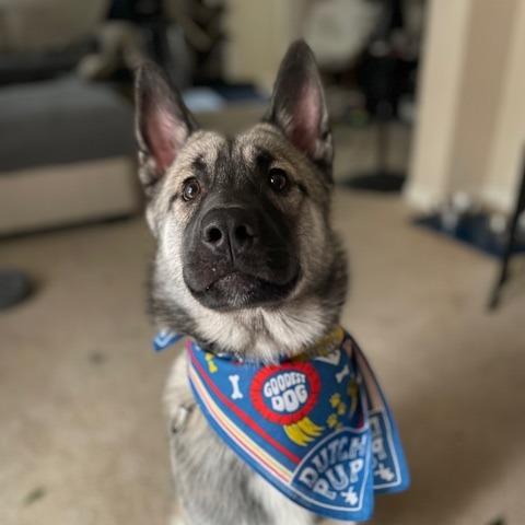 Lupin, a Adoptable mixed breed in Pacifica, CA image 3/6