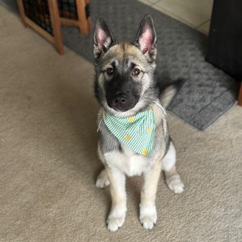 Lupin, a Adoptable mixed breed in Pacifica, CA image 5/6