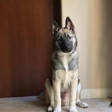 Enlarge Lupin, a Adoptable mixed breed in Pacifica, CA image 6/6