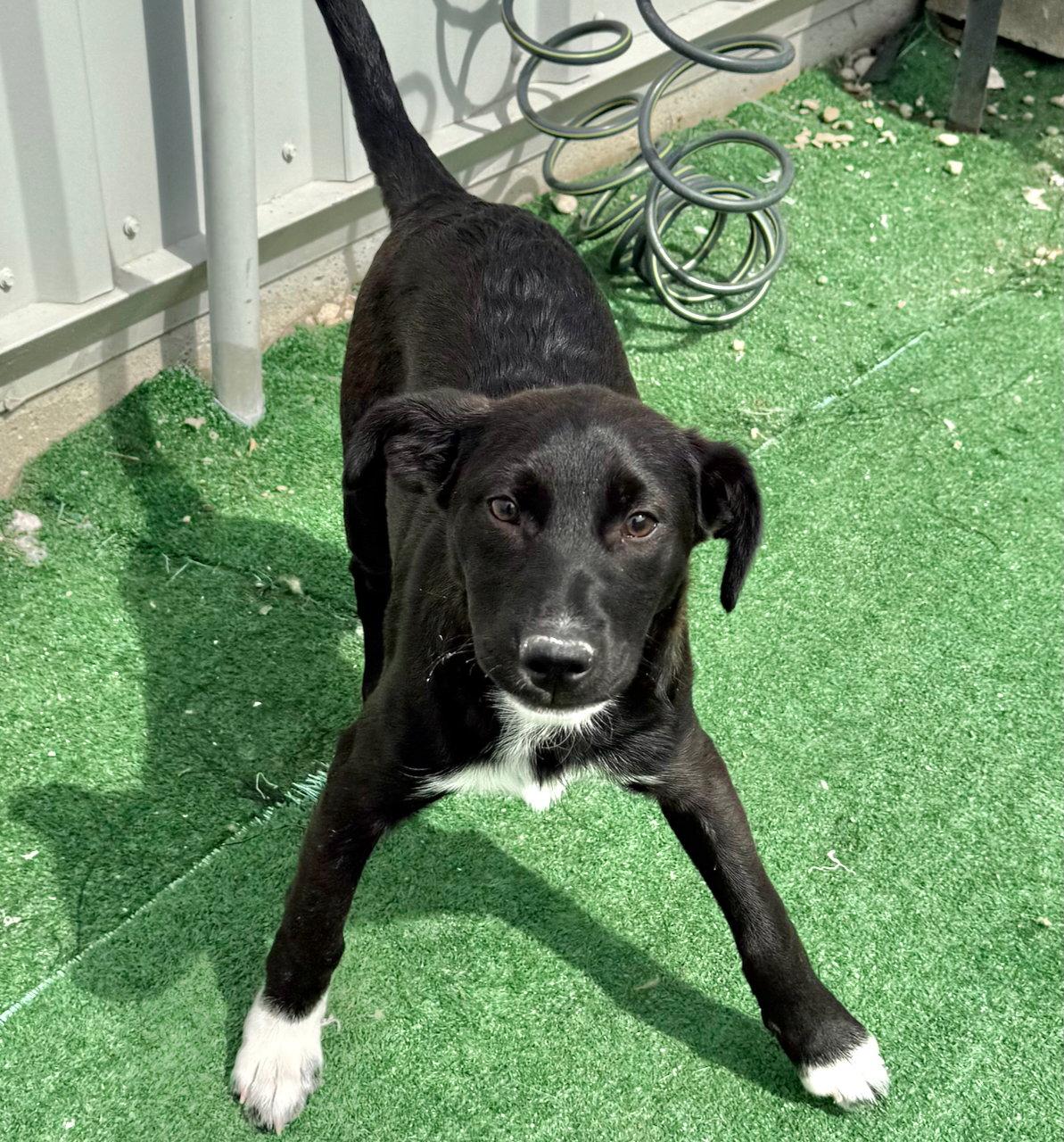 Colby, Adoptable, Puppy Male Collie & Labrador Retriever.