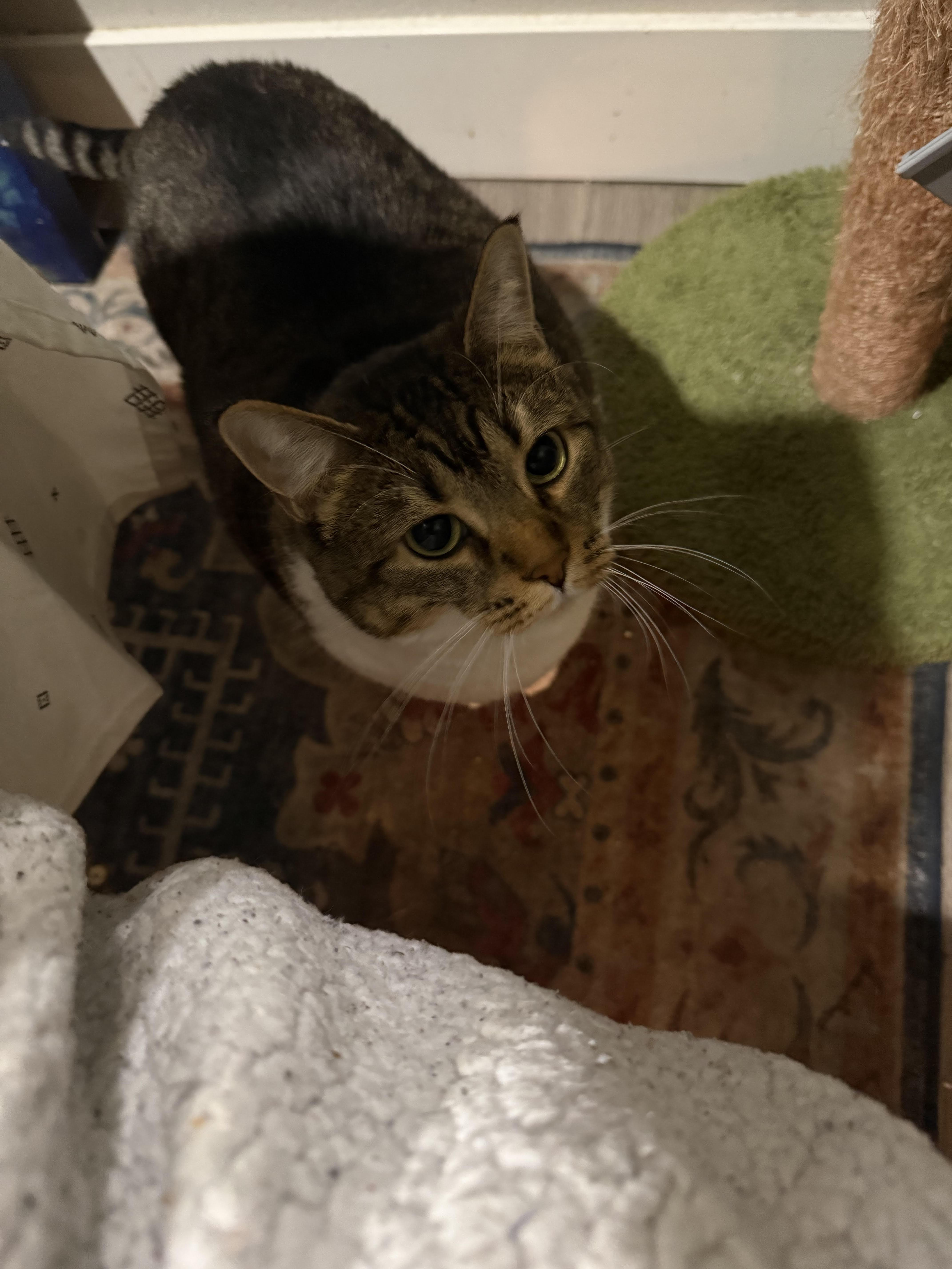 Enlarge Lucy, an adopted Tabby in Olympia, WA image 1/3